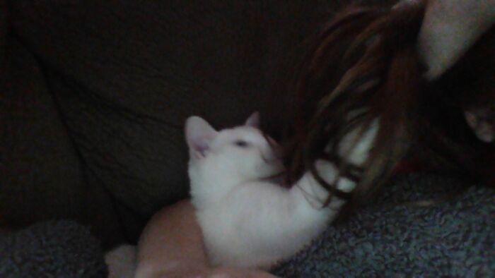 Hey Pandas, Share A Pic Of Your Pet Destroying Something Hey Pandas, Share A Pic Of Your Pet Destroying Something