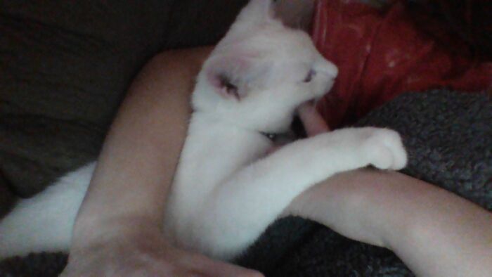 Hey Pandas, Share A Pic Of Your Pet Destroying Something Hey Pandas, Share A Pic Of Your Pet Destroying Something