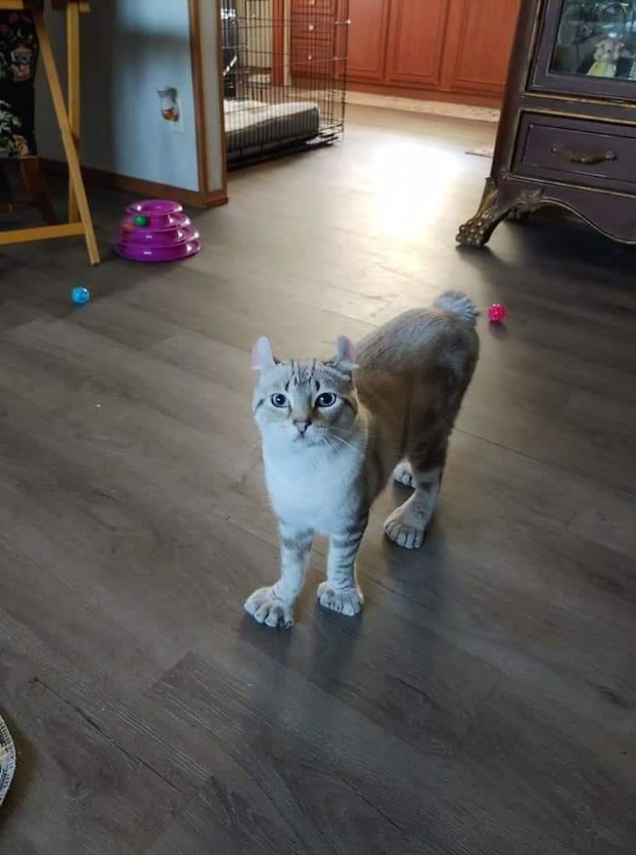 40 Pets With Unique Genes That Have Given Them Really Distinctive Looks 40 Pets With Unique Genes That Have Given Them Really Distinctive Looks