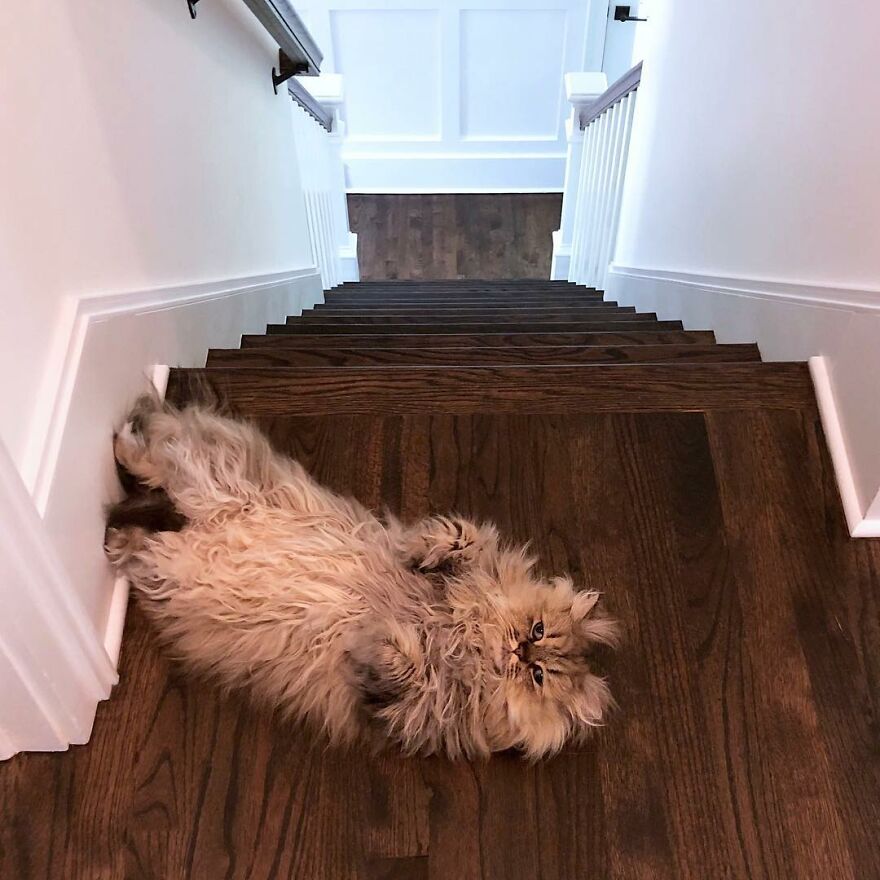 Meet The Persian Cat Barnaby Who Always Looks Like He Didn’t Have His Morning Coffee Yet (30 Pics) Meet The Persian Cat Barnaby Who Always Looks Like He Didn’t Have His Morning Coffee Yet (30 Pics)