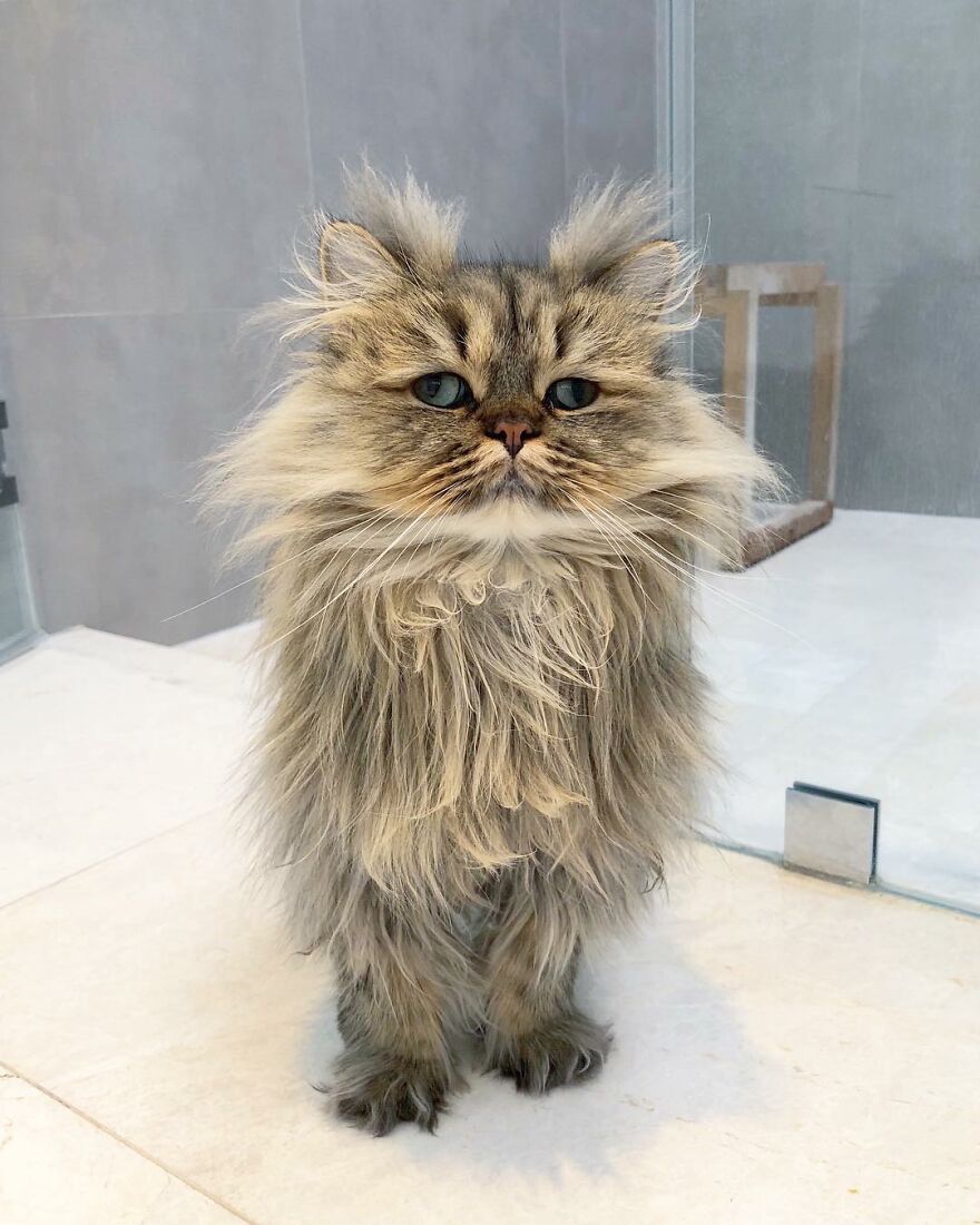 Meet The Persian Cat Barnaby Who Always Looks Like He Didn’t Have His Morning Coffee Yet (30 Pics) Meet The Persian Cat Barnaby Who Always Looks Like He Didn’t Have His Morning Coffee Yet (30 Pics)