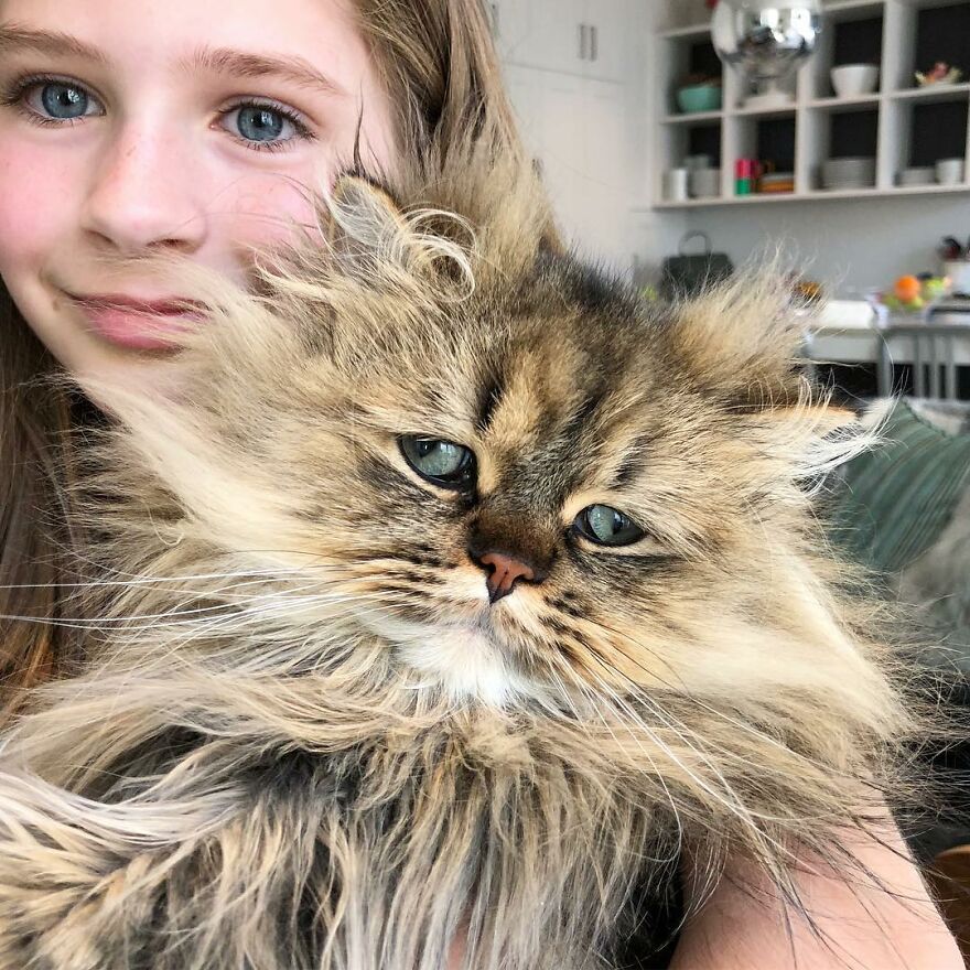 Meet The Persian Cat Barnaby Who Always Looks Like He Didn’t Have His Morning Coffee Yet (30 Pics) Meet The Persian Cat Barnaby Who Always Looks Like He Didn’t Have His Morning Coffee Yet (30 Pics)
