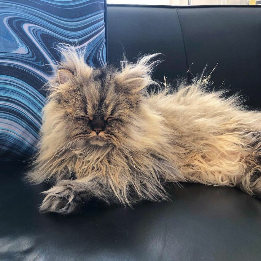 Meet The Persian Cat Barnaby Who Always Looks Like He Didn’t Have His Morning Coffee Yet (30 Pics) Meet The Persian Cat Barnaby Who Always Looks Like He Didn’t Have His Morning Coffee Yet (30 Pics)