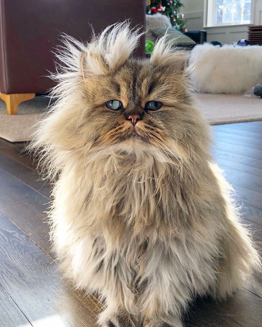 Meet The Persian Cat Barnaby Who Always Looks Like He Didn’t Have His Morning Coffee Yet (30 Pics) Meet The Persian Cat Barnaby Who Always Looks Like He Didn’t Have His Morning Coffee Yet (30 Pics)