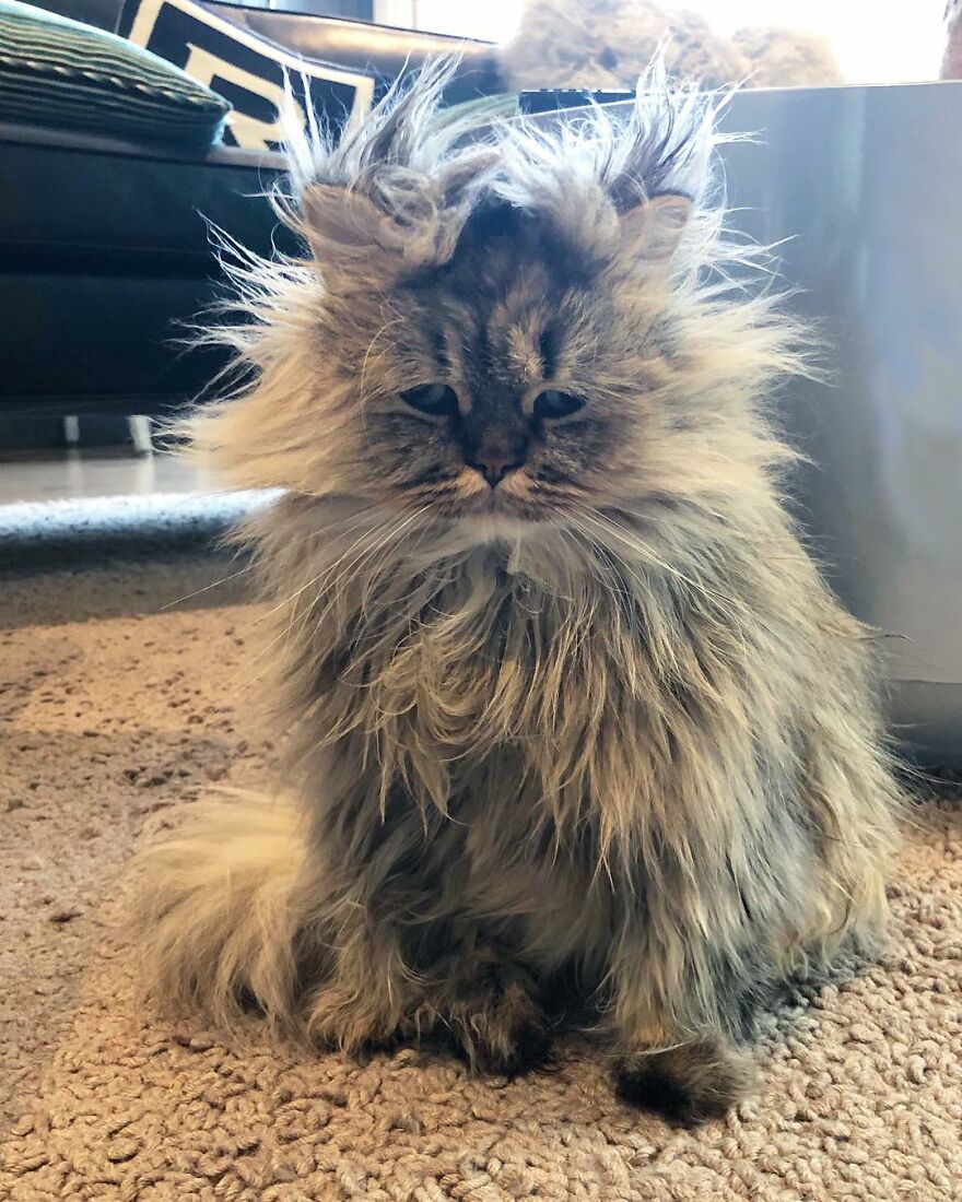 Meet The Persian Cat Barnaby Who Always Looks Like He Didn’t Have His Morning Coffee Yet (30 Pics) Meet The Persian Cat Barnaby Who Always Looks Like He Didn’t Have His Morning Coffee Yet (30 Pics)