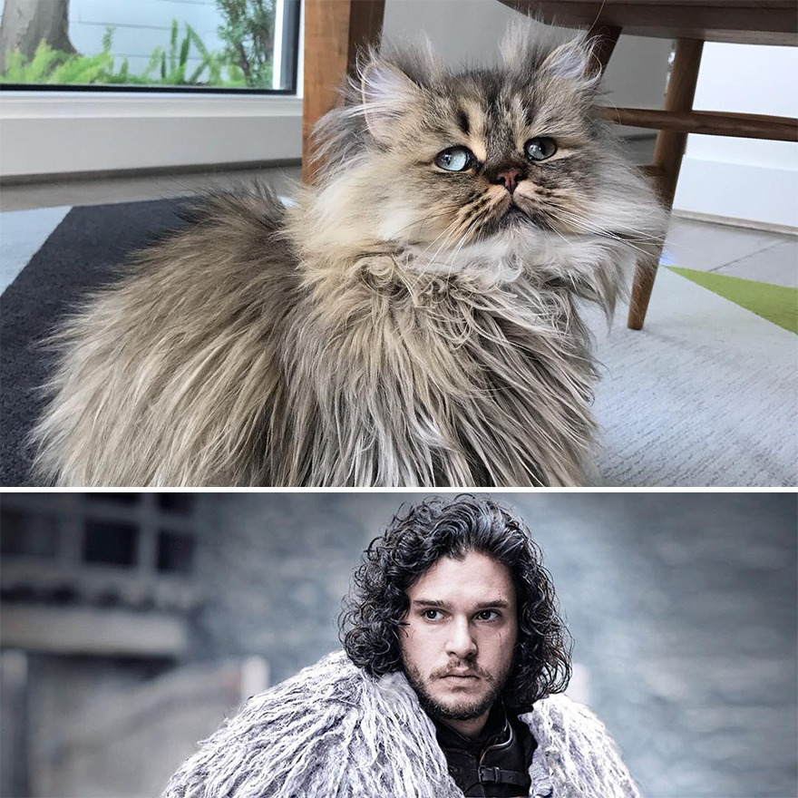 Meet The Persian Cat Barnaby Who Always Looks Like He Didn’t Have His Morning Coffee Yet (30 Pics) Meet The Persian Cat Barnaby Who Always Looks Like He Didn’t Have His Morning Coffee Yet (30 Pics)