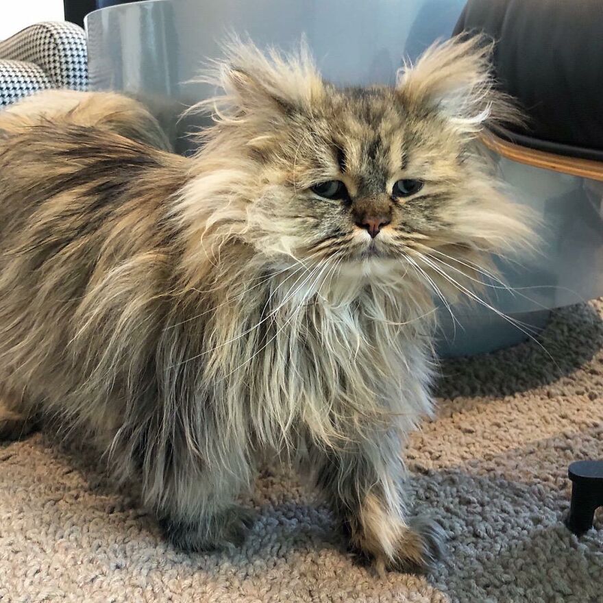 Meet The Persian Cat Barnaby Who Always Looks Like He Didn’t Have His Morning Coffee Yet (30 Pics) Meet The Persian Cat Barnaby Who Always Looks Like He Didn’t Have His Morning Coffee Yet (30 Pics)