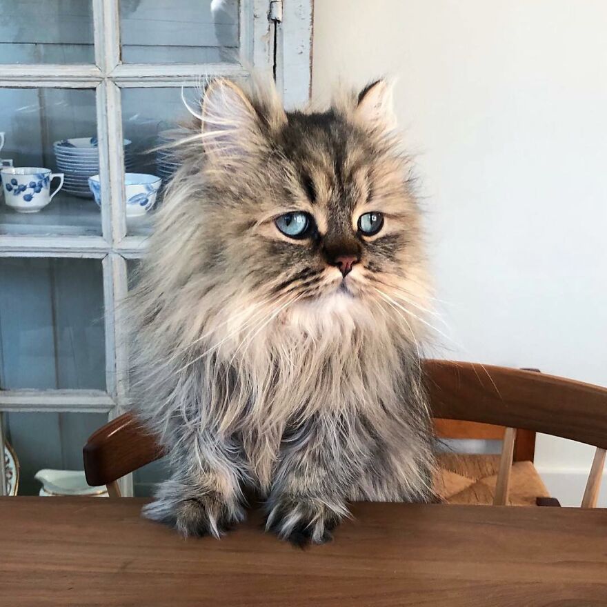 Meet The Persian Cat Barnaby Who Always Looks Like He Didn’t Have His Morning Coffee Yet (30 Pics) Meet The Persian Cat Barnaby Who Always Looks Like He Didn’t Have His Morning Coffee Yet (30 Pics)