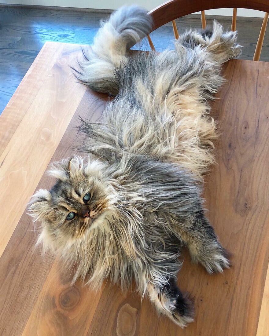 Meet The Persian Cat Barnaby Who Always Looks Like He Didn’t Have His Morning Coffee Yet (30 Pics) Meet The Persian Cat Barnaby Who Always Looks Like He Didn’t Have His Morning Coffee Yet (30 Pics)