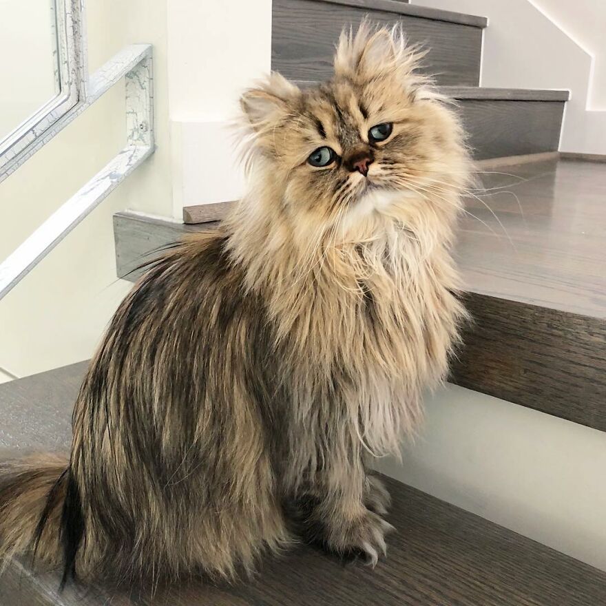 Meet The Persian Cat Barnaby Who Always Looks Like He Didn’t Have His Morning Coffee Yet (30 Pics) Meet The Persian Cat Barnaby Who Always Looks Like He Didn’t Have His Morning Coffee Yet (30 Pics)