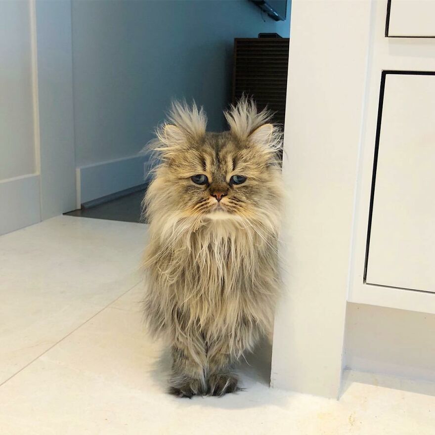 Meet The Persian Cat Barnaby Who Always Looks Like He Didn’t Have His Morning Coffee Yet (30 Pics) Meet The Persian Cat Barnaby Who Always Looks Like He Didn’t Have His Morning Coffee Yet (30 Pics)