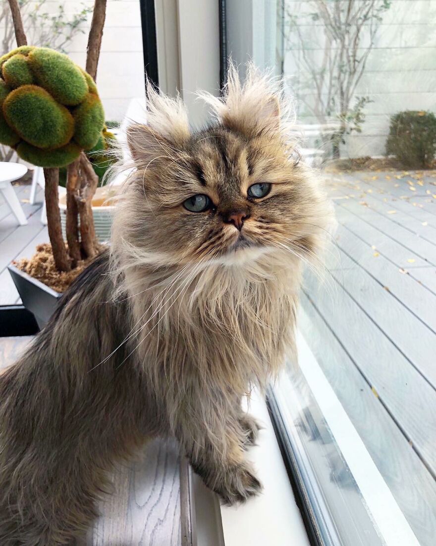 Meet The Persian Cat Barnaby Who Always Looks Like He Didn’t Have His Morning Coffee Yet (30 Pics) Meet The Persian Cat Barnaby Who Always Looks Like He Didn’t Have His Morning Coffee Yet (30 Pics)