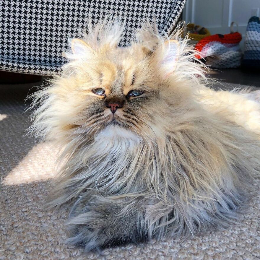 Meet The Persian Cat Barnaby Who Always Looks Like He Didn’t Have His Morning Coffee Yet (30 Pics) Meet The Persian Cat Barnaby Who Always Looks Like He Didn’t Have His Morning Coffee Yet (30 Pics)