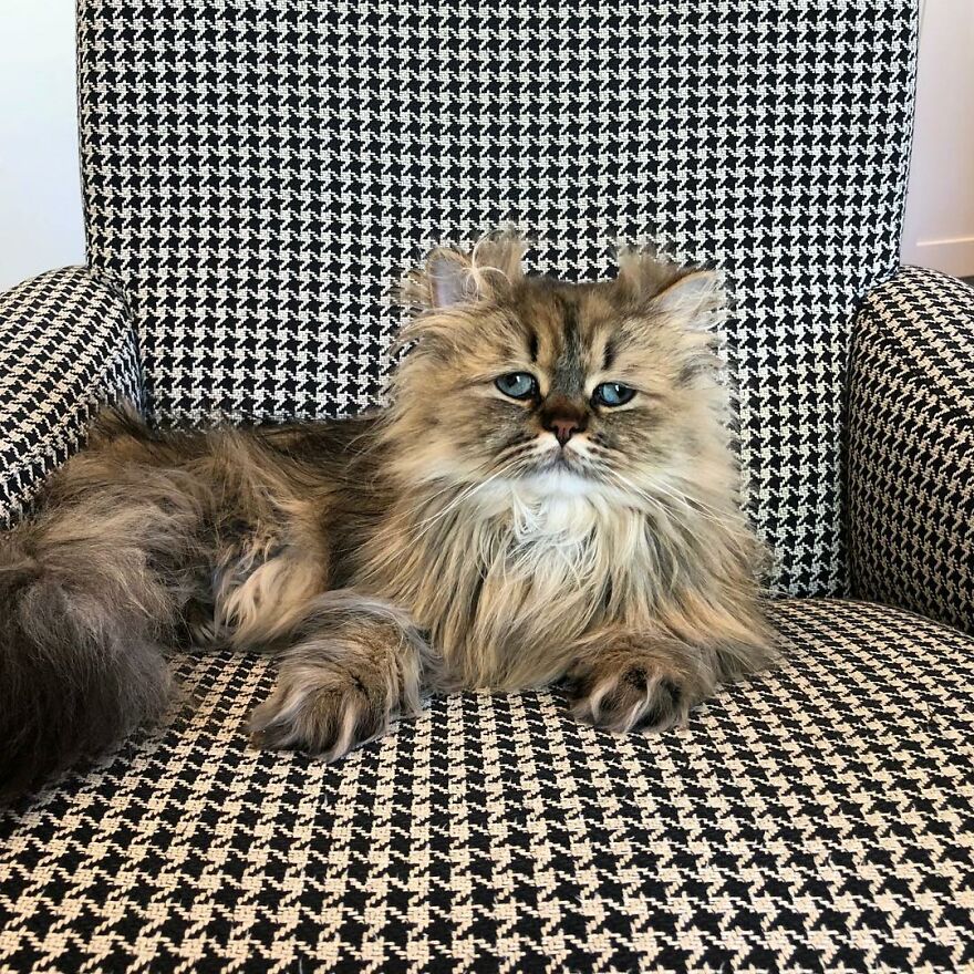 Meet The Persian Cat Barnaby Who Always Looks Like He Didn’t Have His Morning Coffee Yet (30 Pics) Meet The Persian Cat Barnaby Who Always Looks Like He Didn’t Have His Morning Coffee Yet (30 Pics)