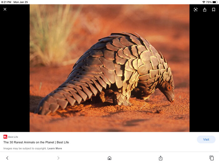 Hey Pandas, Post A Picture Of A Rare Animal Here, And Let Us Know In Comments If You Know About Them (Closed) Hey Pandas, Post A Picture Of A Rare Animal Here, And Let Us Know In Comments If You Know About Them (Closed)