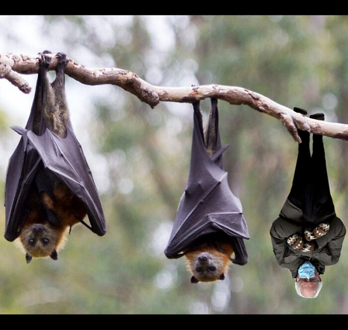 Pandas, Make A Bernie Sanders Meme (Closed) Pandas, Make A Bernie Sanders Meme (Closed)