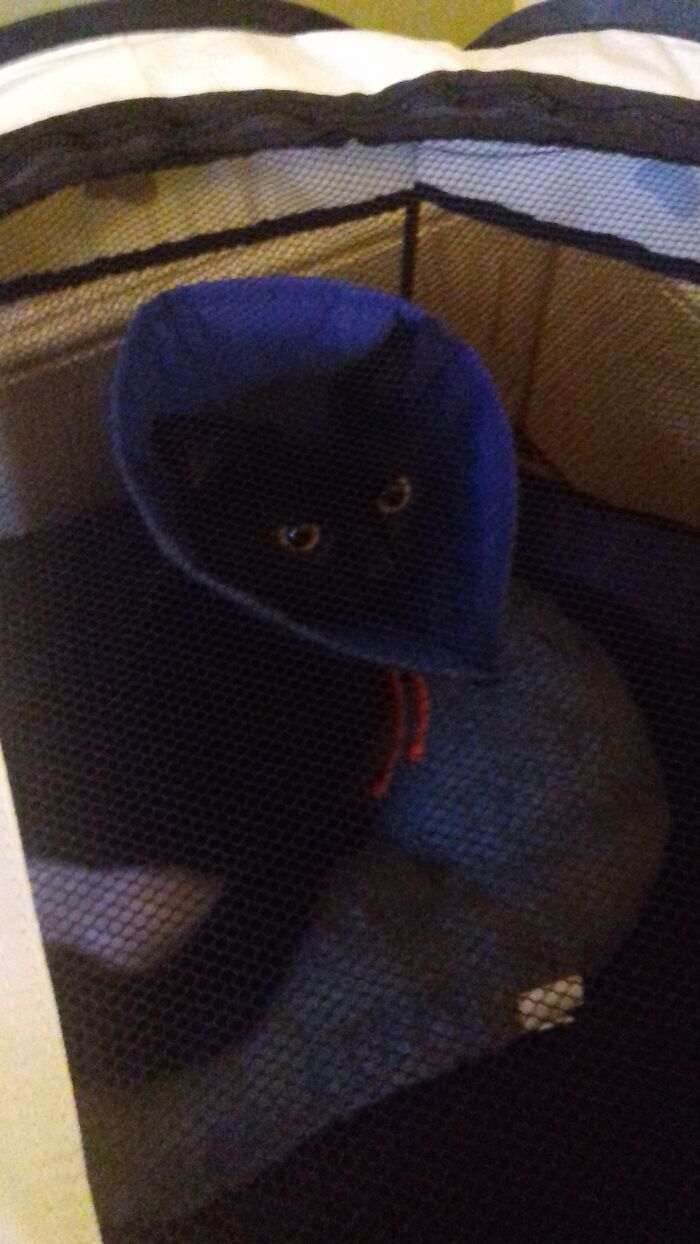 Hey Pandas, Post A Pic Of Your Pets (Closed) Hey Pandas, Post A Pic Of Your Pets (Closed)