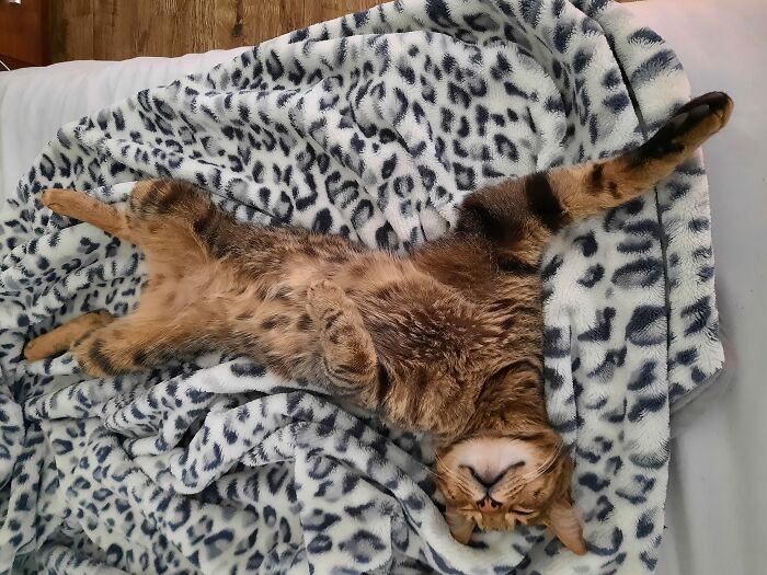 Hey Pandas, Post A Pic Of Your Pets (Closed) Hey Pandas, Post A Pic Of Your Pets (Closed)