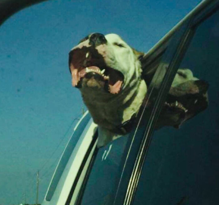 Pandas, Post The Oddest Photo Of Your Pet (Closed) Pandas, Post The Oddest Photo Of Your Pet (Closed)