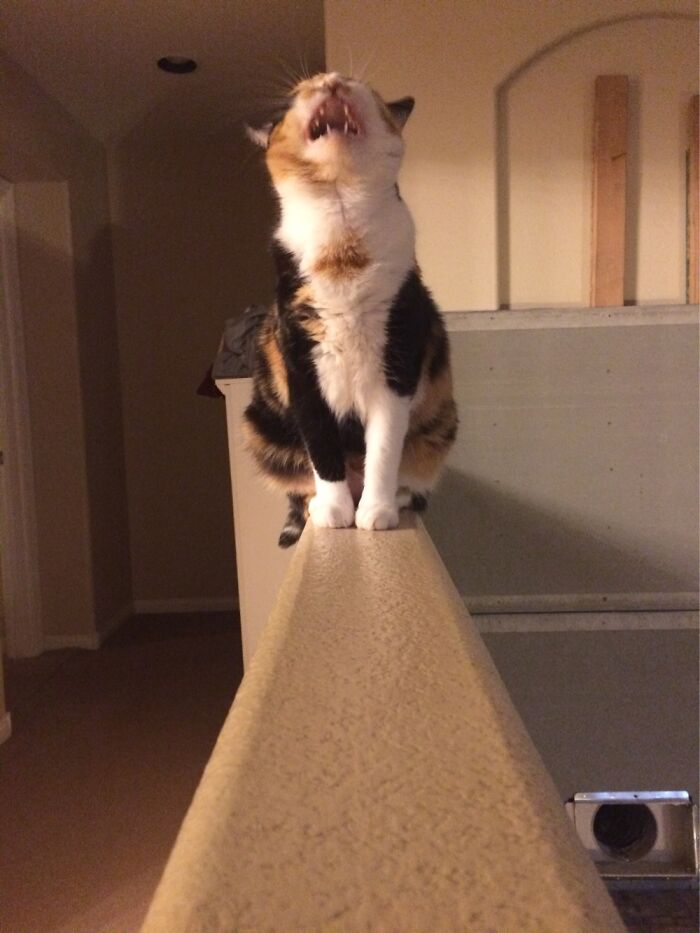 Pandas, Post The Oddest Photo Of Your Pet (Closed)