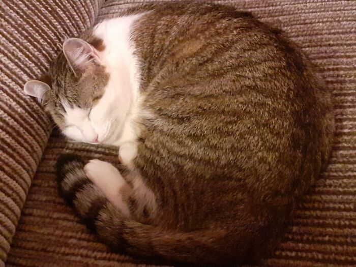 Pandas, Post The Oddest Photo Of Your Pet (Closed) Pandas, Post The Oddest Photo Of Your Pet (Closed)