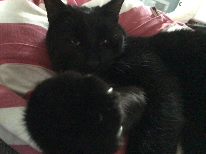 Pandas, Post The Oddest Photo Of Your Pet (Closed) Pandas, Post The Oddest Photo Of Your Pet (Closed)