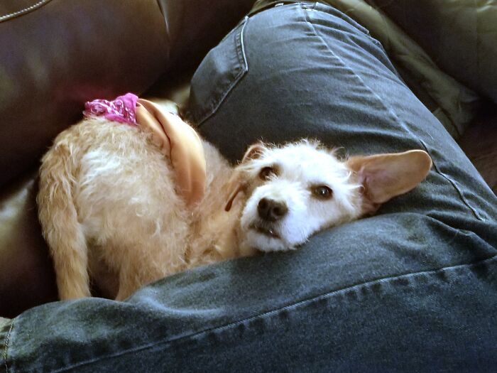 Pandas, Post The Oddest Photo Of Your Pet (Closed)