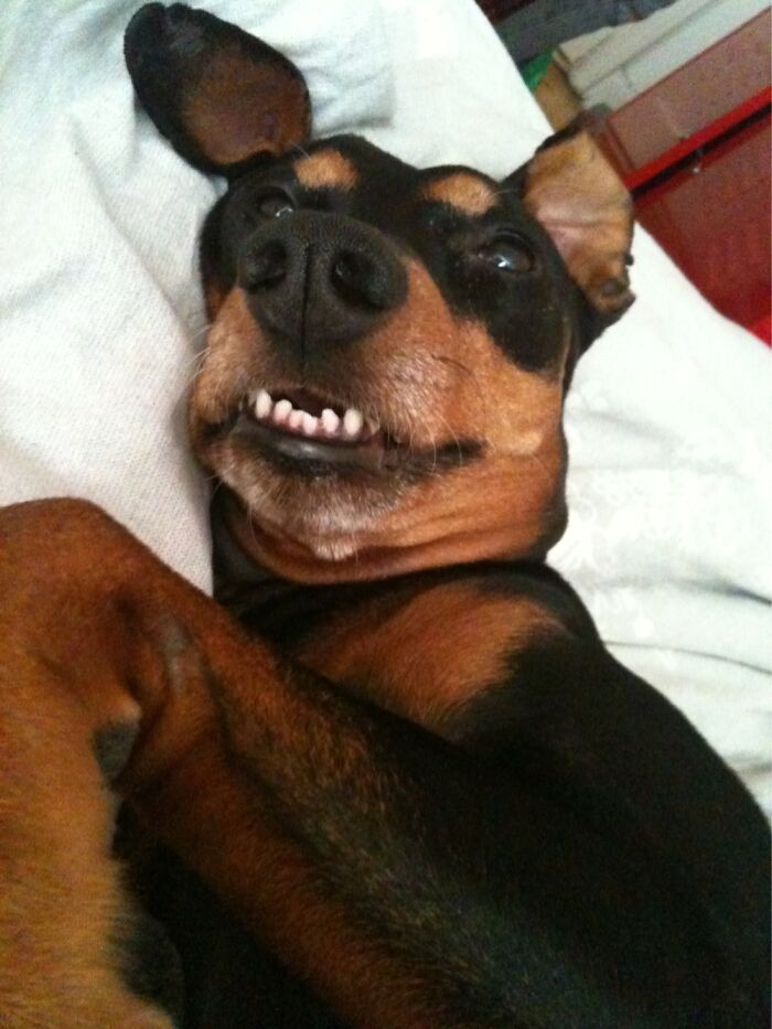 Pandas, Post The Oddest Photo Of Your Pet (Closed) Pandas, Post The Oddest Photo Of Your Pet (Closed)