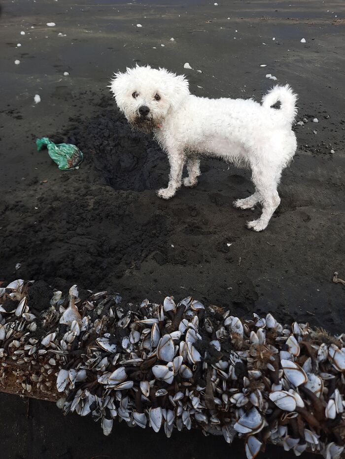 Pandas, Post The Oddest Photo Of Your Pet (Closed)