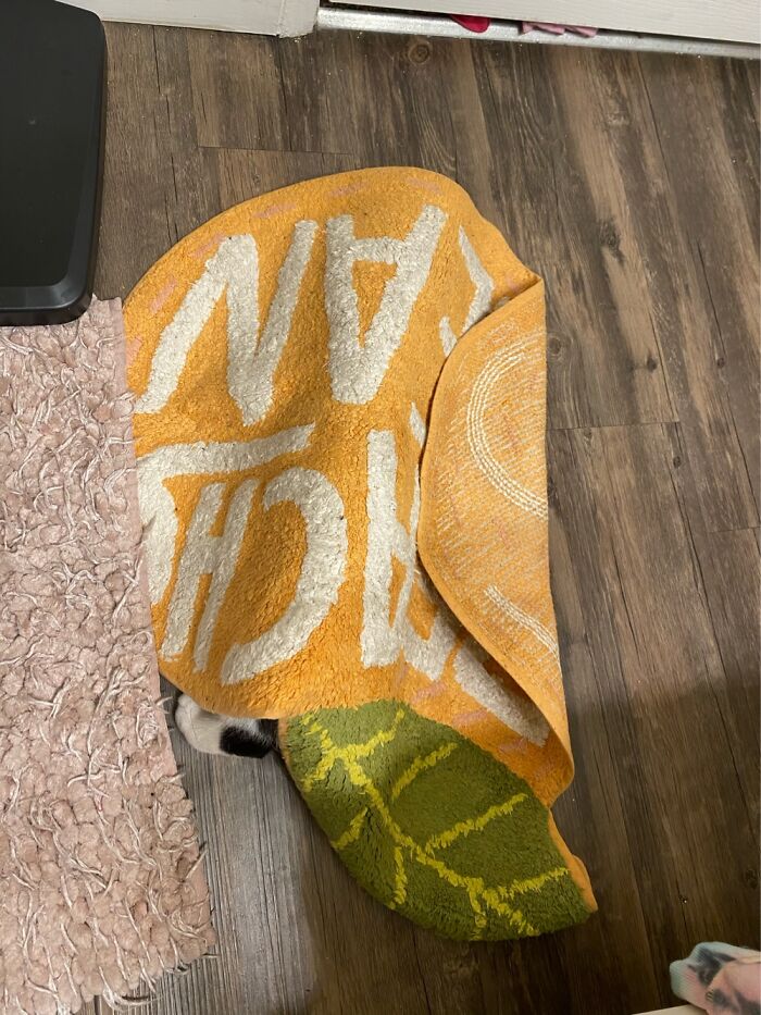 Hey Pandas, Show Your Photos Of Animals Playing Hide And Seek (Closed) Hey Pandas, Show Your Photos Of Animals Playing Hide And Seek (Closed)