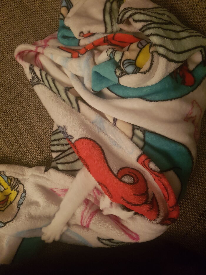 Hey Pandas, Show Your Photos Of Animals Playing Hide And Seek (Closed) Hey Pandas, Show Your Photos Of Animals Playing Hide And Seek (Closed)