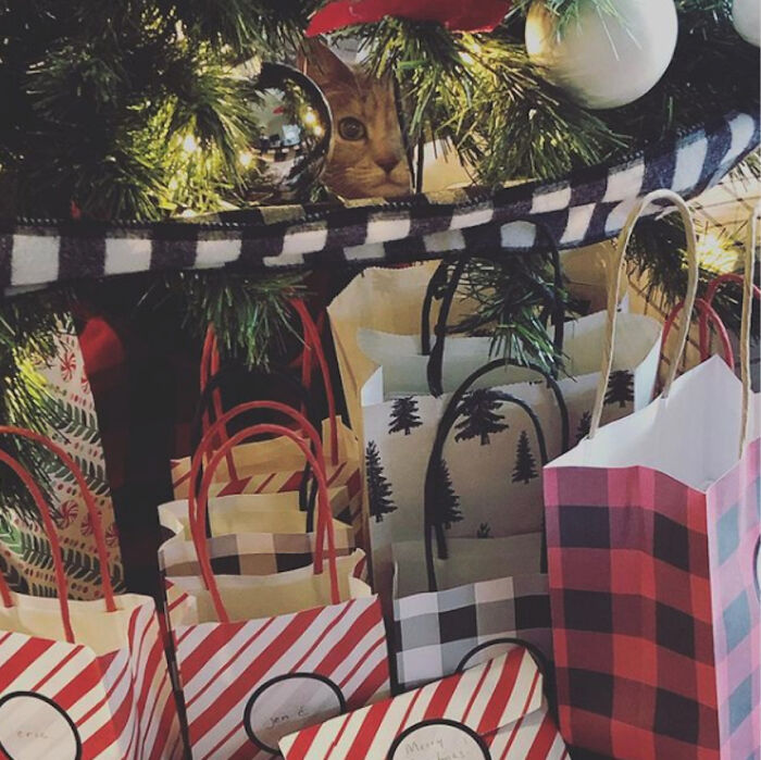 Hey Pandas, Show Your Photos Of Animals Playing Hide And Seek (Closed) Hey Pandas, Show Your Photos Of Animals Playing Hide And Seek (Closed)