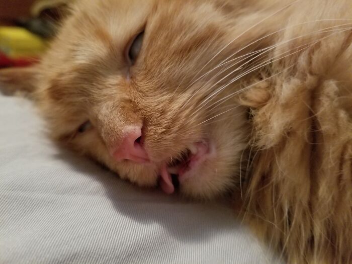 Hey Pandas, Post The Most Unflattering Photo Of Your Pet (Closed) Hey Pandas, Post The Most Unflattering Photo Of Your Pet (Closed)