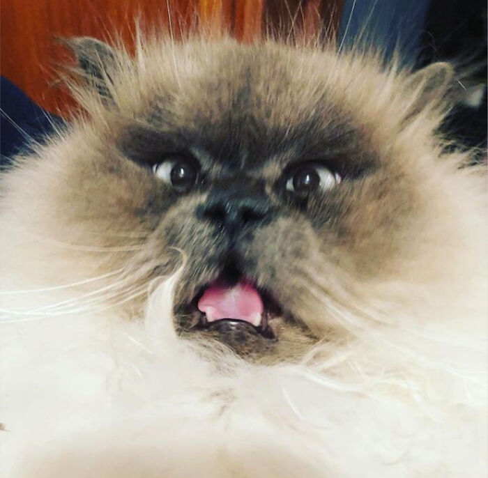 Hey Pandas, Post The Most Unflattering Photo Of Your Pet (Closed) Hey Pandas, Post The Most Unflattering Photo Of Your Pet (Closed)