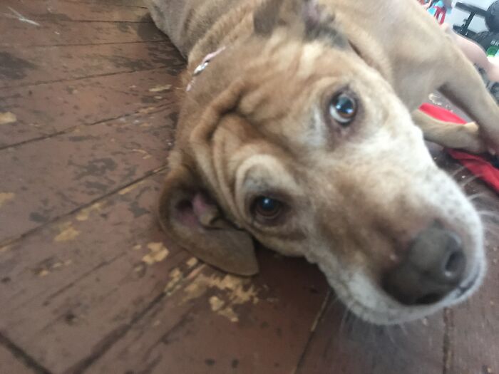 Hey Pandas, Post The Most Unflattering Photo Of Your Pet (Closed) Hey Pandas, Post The Most Unflattering Photo Of Your Pet (Closed)