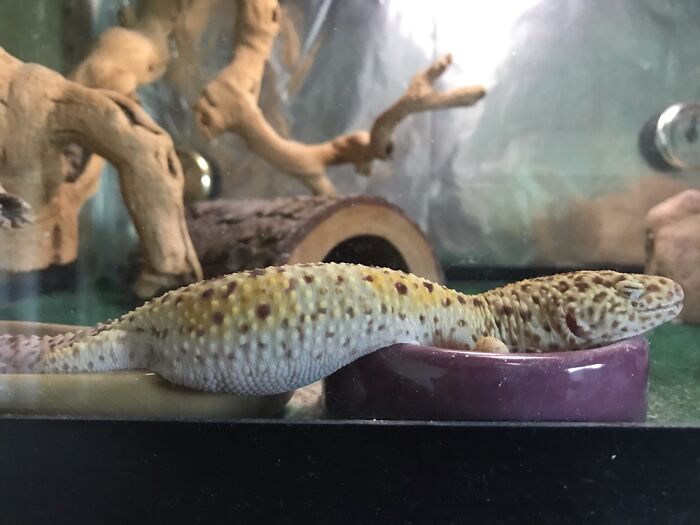 Hey Pandas, Post The Most Unflattering Photo Of Your Pet (Closed) Hey Pandas, Post The Most Unflattering Photo Of Your Pet (Closed)