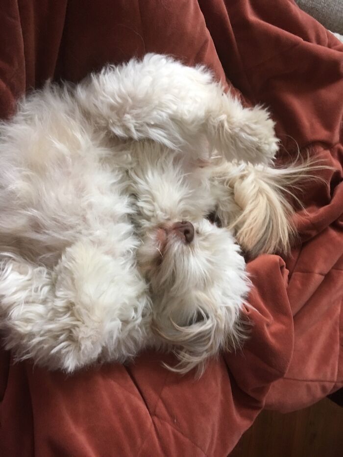 Hey Pandas, Post The Most Unflattering Photo Of Your Pet (Closed) Hey Pandas, Post The Most Unflattering Photo Of Your Pet (Closed)