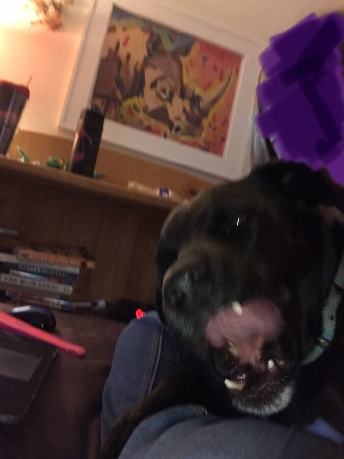 Hey Pandas, Post The Most Unflattering Photo Of Your Pet (Closed) Hey Pandas, Post The Most Unflattering Photo Of Your Pet (Closed)