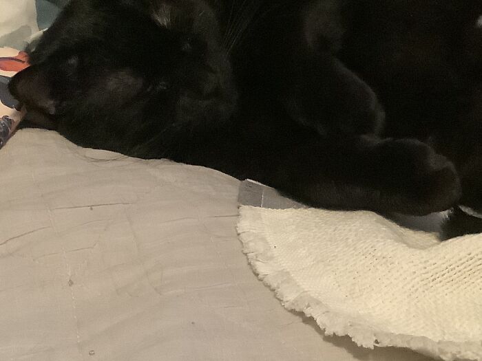 Hey Pandas, Post The Most Unflattering Photo Of Your Pet (Closed) Hey Pandas, Post The Most Unflattering Photo Of Your Pet (Closed)