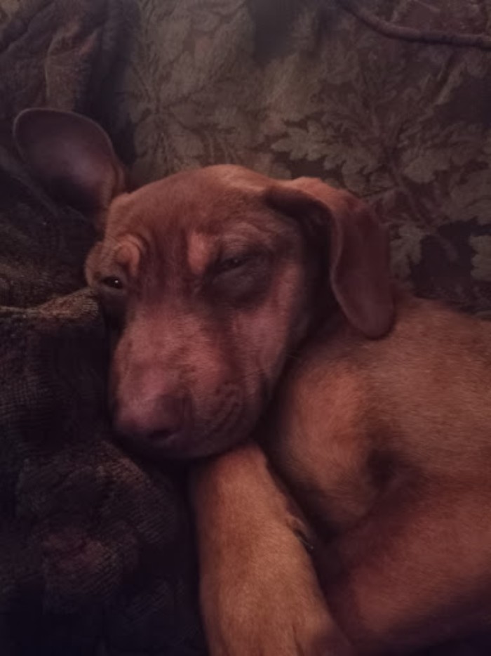 Hey Pandas, Post The Most Unflattering Photo Of Your Pet (Closed) Hey Pandas, Post The Most Unflattering Photo Of Your Pet (Closed)