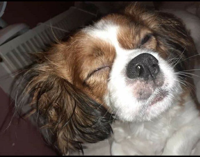 Hey Pandas, Post The Most Unflattering Photo Of Your Pet (Closed) Hey Pandas, Post The Most Unflattering Photo Of Your Pet (Closed)