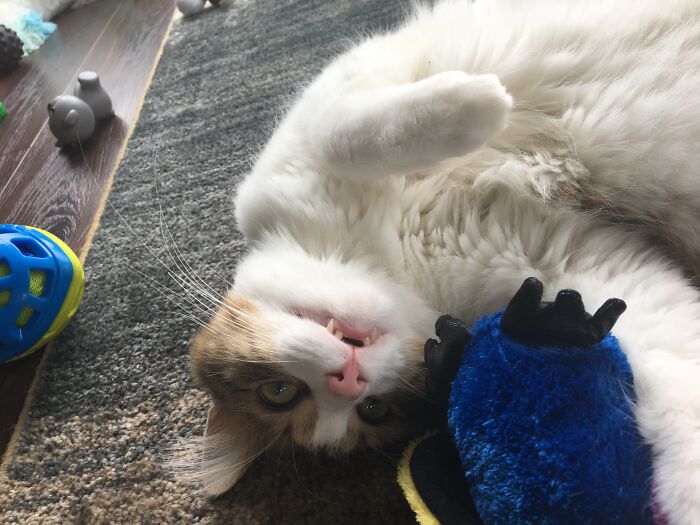 Hey Pandas, Post The Most Unflattering Photo Of Your Pet (Closed) Hey Pandas, Post The Most Unflattering Photo Of Your Pet (Closed)