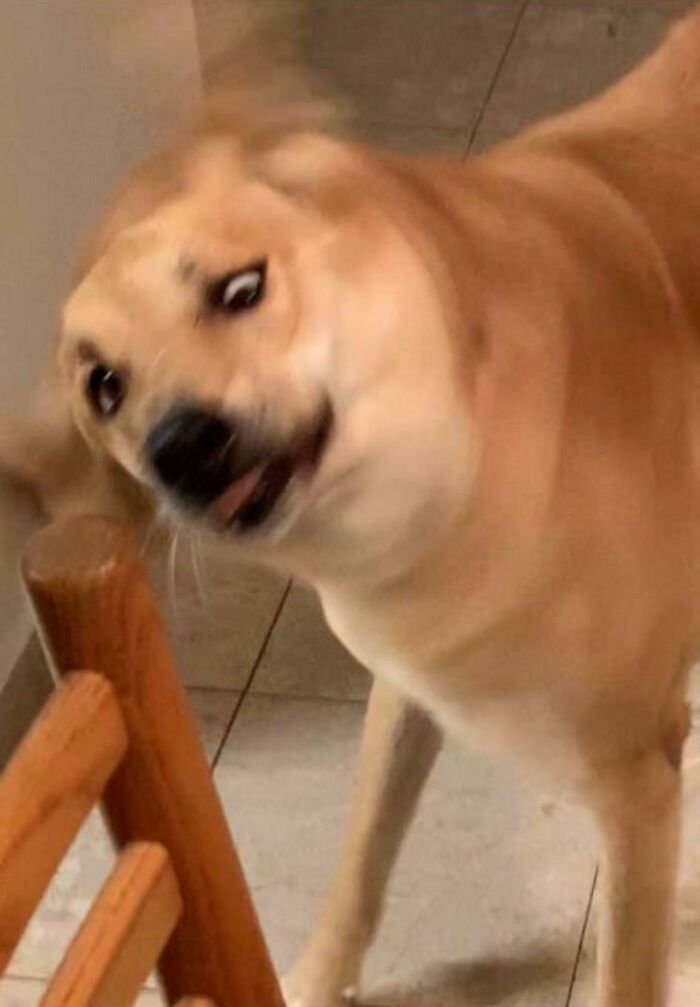 Hey Pandas, Post The Most Unflattering Photo Of Your Pet (Closed) Hey Pandas, Post The Most Unflattering Photo Of Your Pet (Closed)