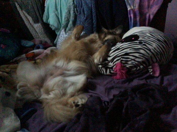 Hey Pandas, Post The Most Unflattering Photo Of Your Pet (Closed) Hey Pandas, Post The Most Unflattering Photo Of Your Pet (Closed)