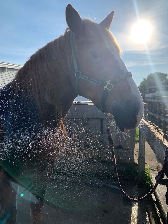 Hey Pandas, Show Your Equines (Closed) Hey Pandas, Show Your Equines (Closed)