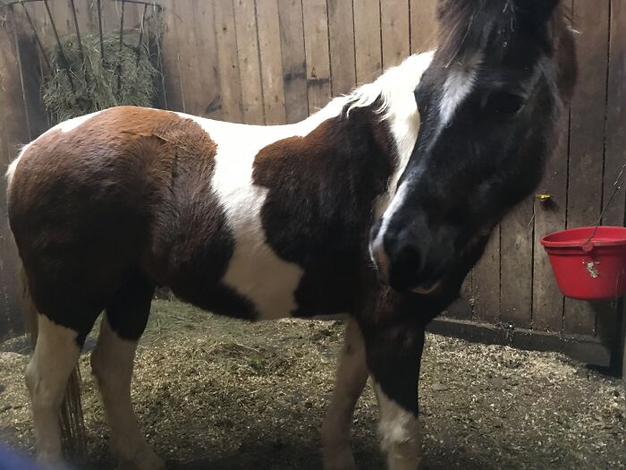 Hey Pandas, Show Your Equines (Closed) Hey Pandas, Show Your Equines (Closed)