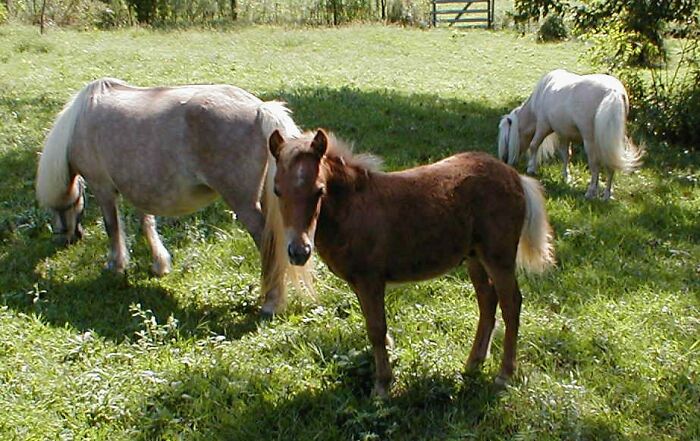 Hey Pandas, Show Your Equines (Closed) Hey Pandas, Show Your Equines (Closed)