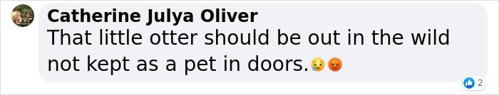 Pet Otter Cuddles Up To A Kitten As They Go To Sleep And 8M People On YouTube Are Captivated