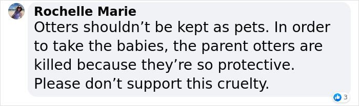 Pet Otter Cuddles Up To A Kitten As They Go To Sleep And 8M People On YouTube Are Captivated