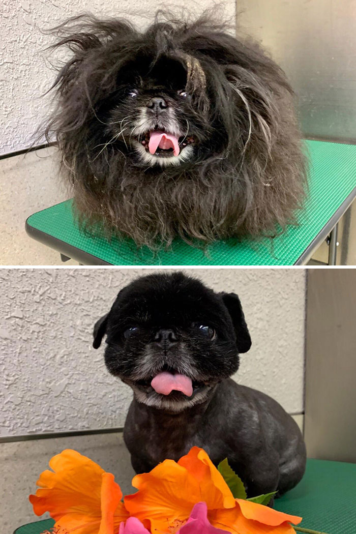 40 Times People Took Their Dogs To The Groomers And Thought They Got Back The Wrong Dog 40 Times People Took Their Dogs To The Groomers And Thought They Got Back The Wrong Dog